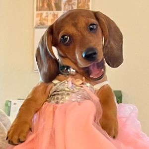 Meet your Posher, Laura